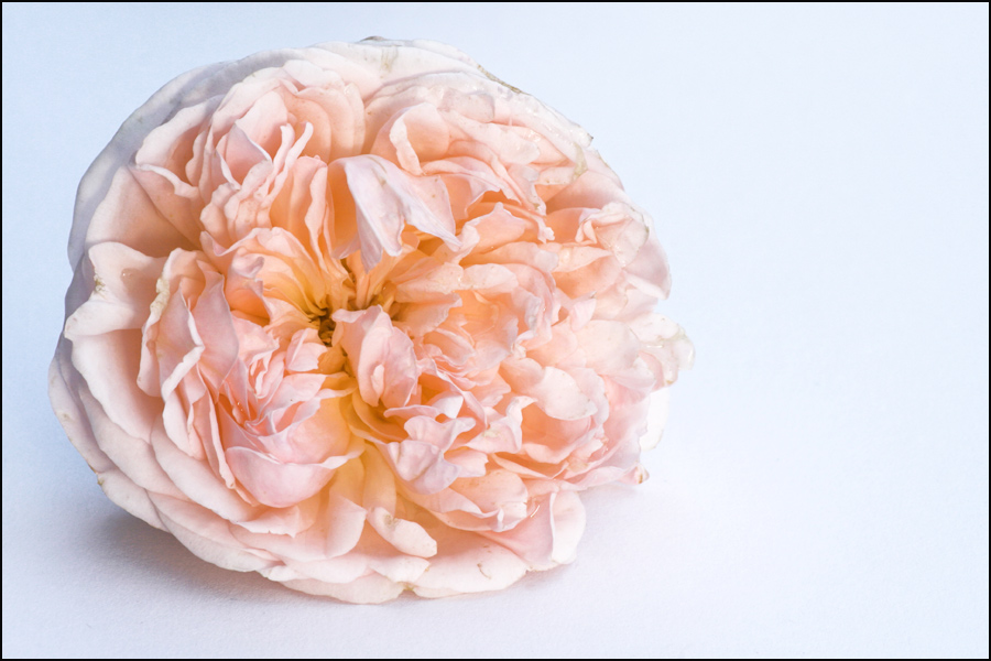 Photographie par krusa8 pour DesignCrowd (Community Contests) | Design #9041818