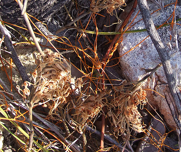 Photography by EyEars for DesignCrowd (Community Contests) | Design #9040218