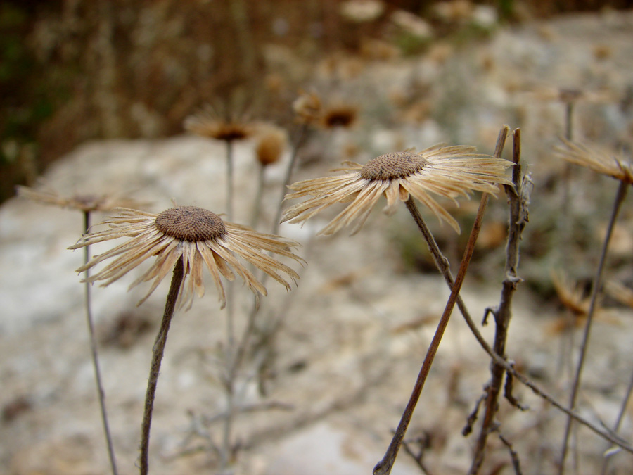 Photography by bigevil600 for DesignCrowd (Community Contests) | Design #9040239