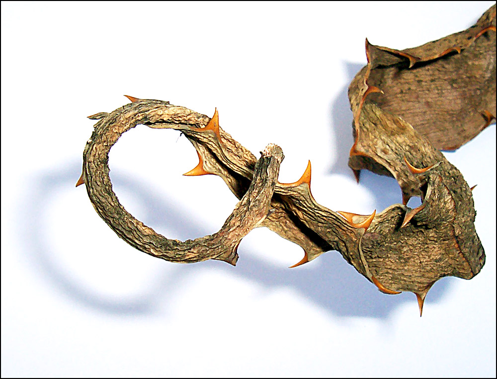 Photography by indianajames for DesignCrowd (Community Contests) | Design #9040226