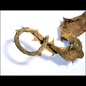 Photography by indianajames