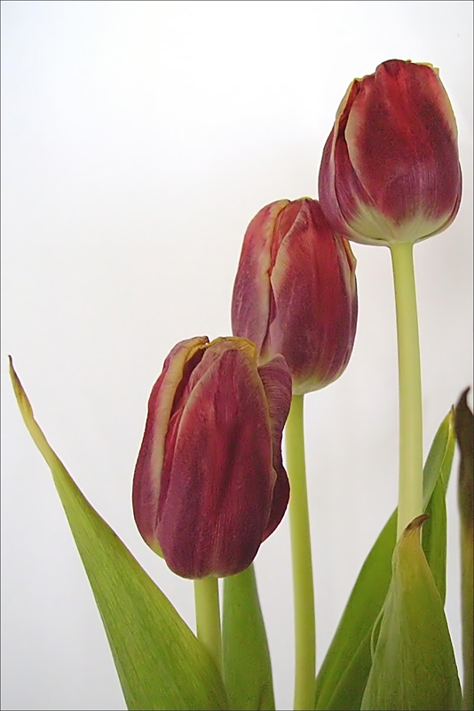 Photography by IsleofJura for DesignCrowd (Community Contests) | Design #9041773