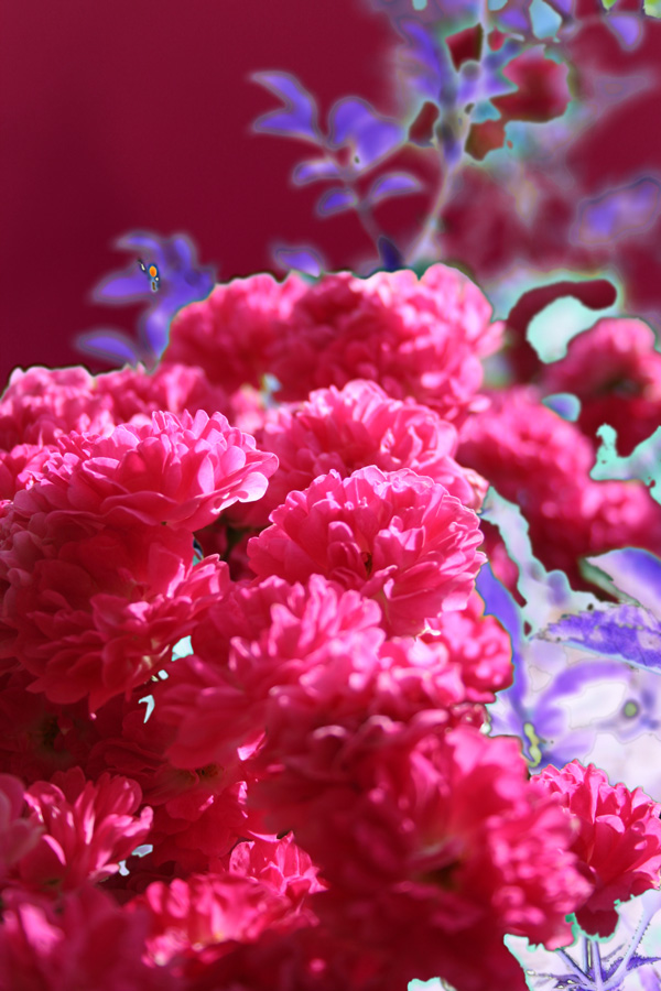 Fotografía por watermarkhouse para DesignCrowd (Community Contests) | Diseño #9029275