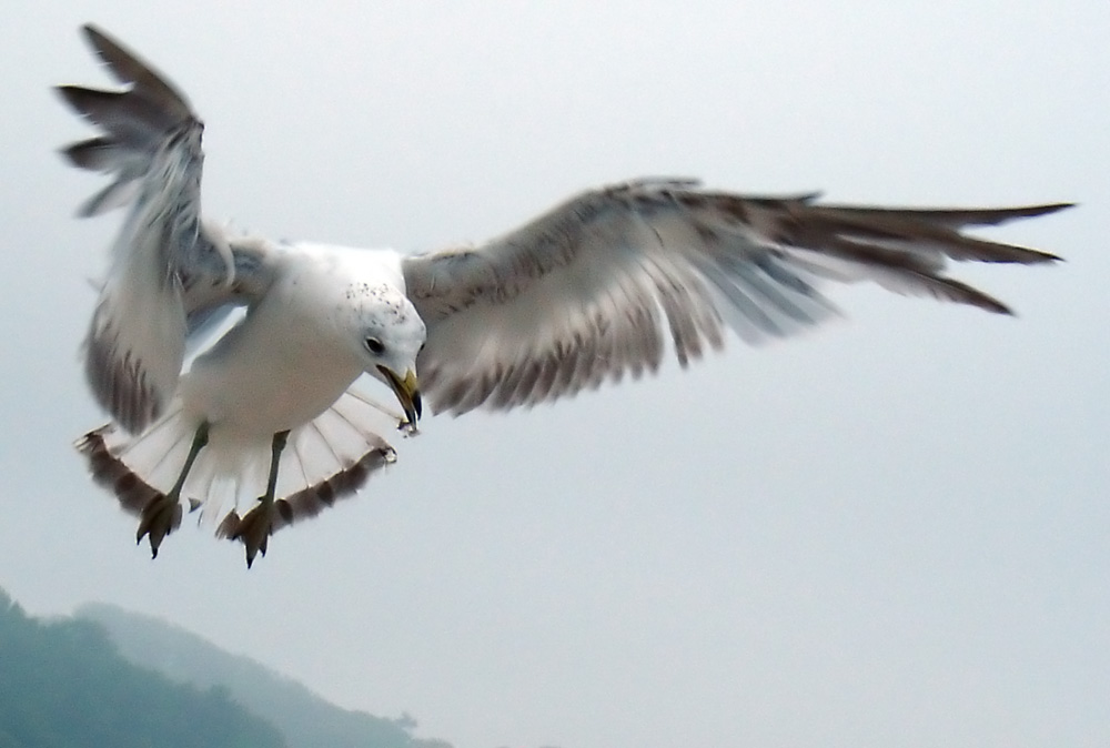 Photography by LollyPreen for DesignCrowd (Community Contests) | Design #9028122