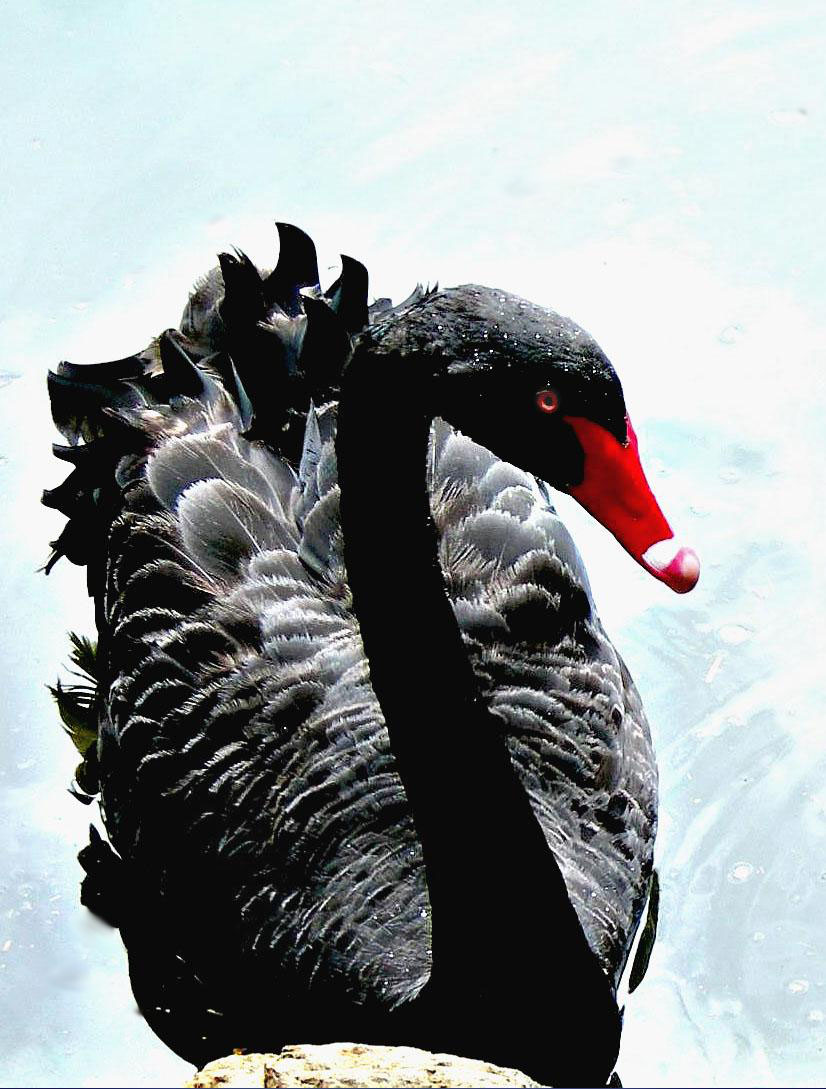 Photography by Isabella2006 for DesignCrowd (Community Contests) | Design #9028130