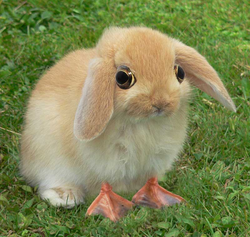 Diseño de Photoshop por ojoblo para DesignCrowd (Community Contests) | Diseño #9030597