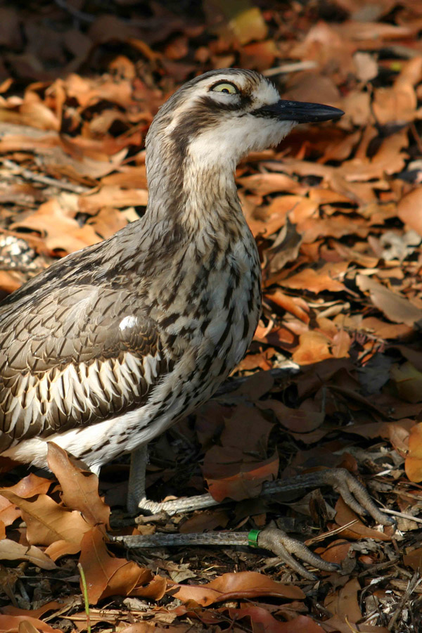 Fotografía por Tori2004 para DesignCrowd (Community Contests) | Diseño #9028138