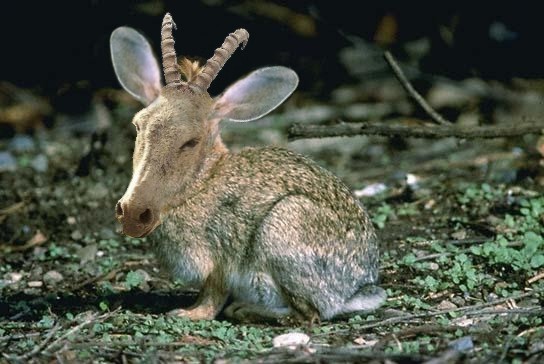 Design Photoshop par Fishwife pour DesignCrowd (Community Contests) | Design #9030610