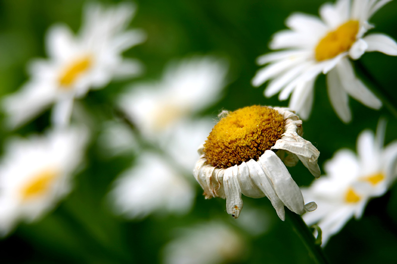 Photography by binkyat3 for DesignCrowd (Community Contests) | Design #9040274