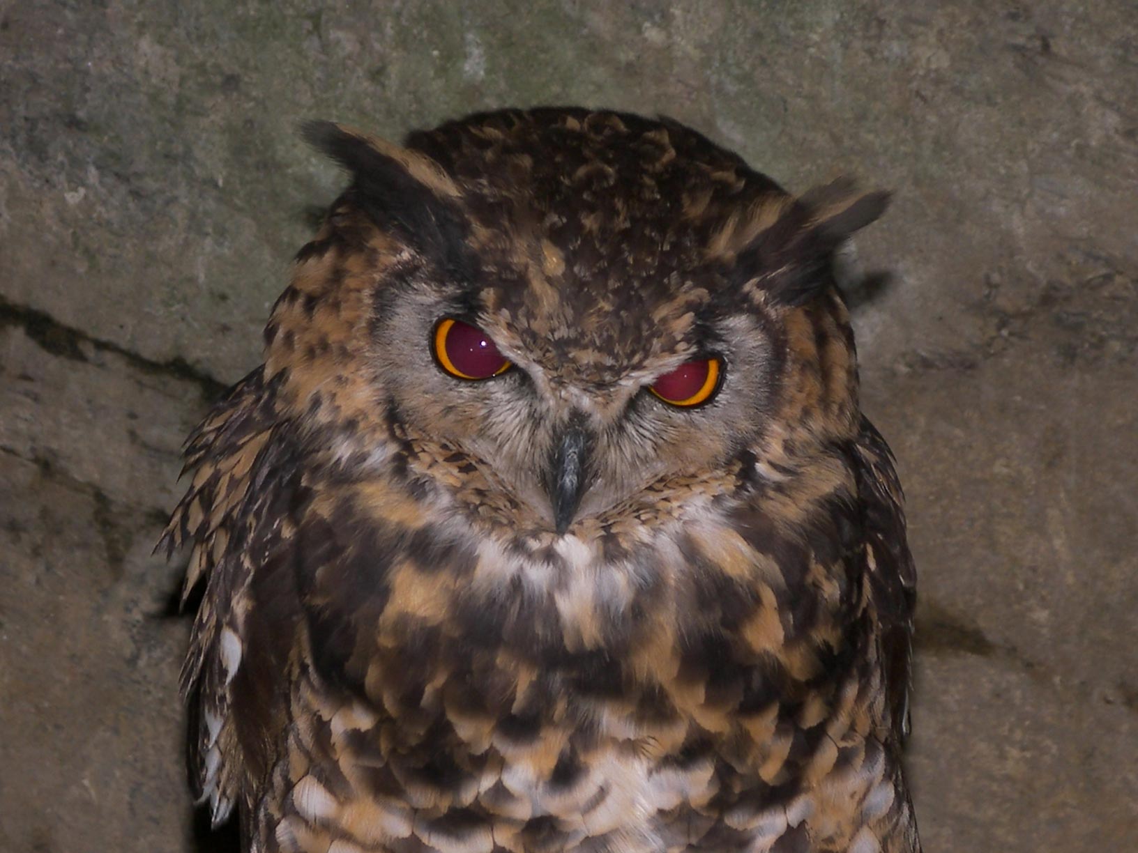 Photography by lais98 for DesignCrowd (Community Contests) | Design #9028178