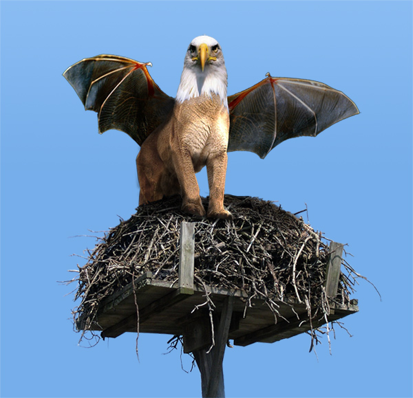 Photoshop Design by oOSolverOo for DesignCrowd (Community Contests) | Design #9030657