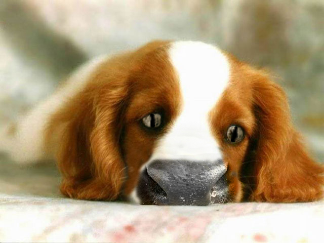 Diseño de Photoshop por Plensje para DesignCrowd (Community Contests) | Diseño #9030646