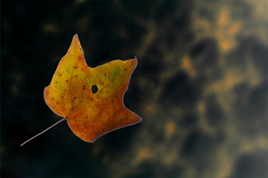 Photography by DoubleDizzle for DesignCrowd (Community Contests) | Design #9029335