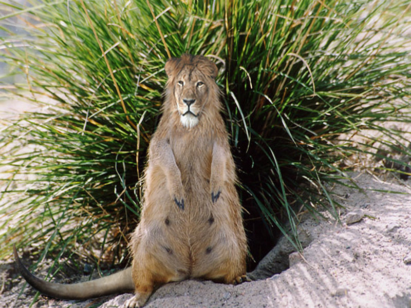 Design Photoshop par SNEALL pour DesignCrowd (Community Contests) | Design #9030665