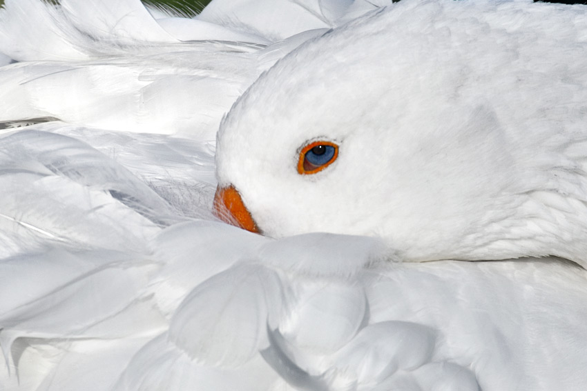 Fotografía por smarti77 para DesignCrowd (Community Contests) | Diseño #9034510