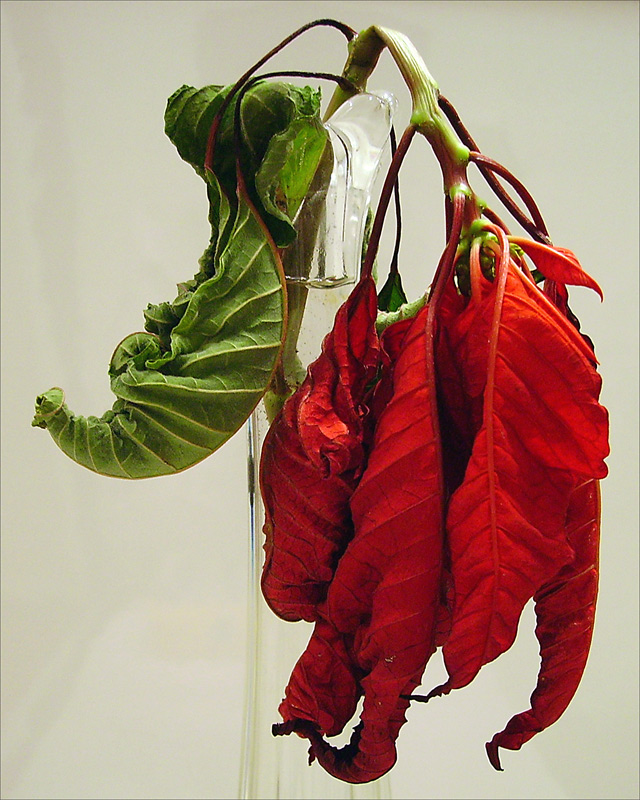 Photography by IsleofJura for DesignCrowd (Community Contests) | Design #9040305