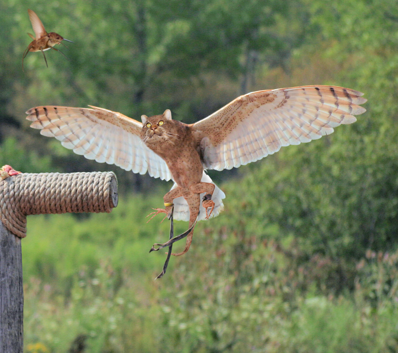 Photoshop Design by Ginnytattoos  for DesignCrowd (Community Contests) | Design #9030692