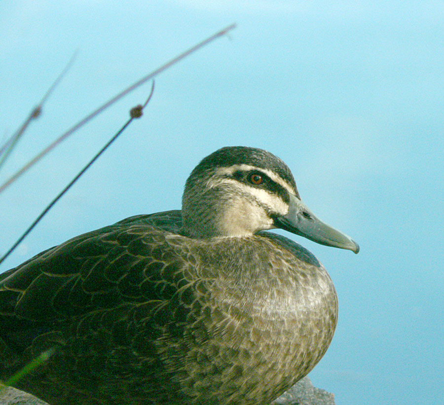 Photographie par gymp93 pour DesignCrowd (Community Contests) | Design #9034512