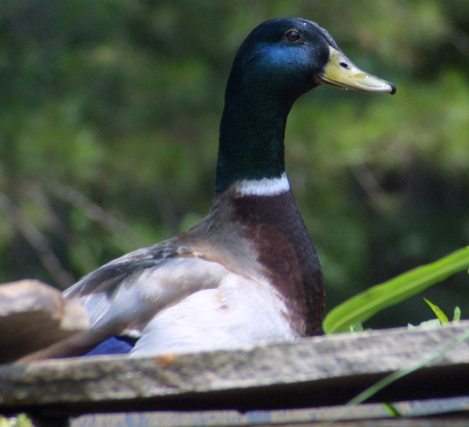 Photography by burns529 for DesignCrowd (Community Contests) | Design #9034525