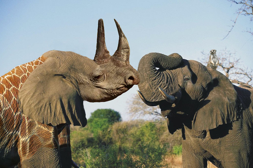 Photoshop Design by ManipUL8 for DesignCrowd (Community Contests) | Design #9030909