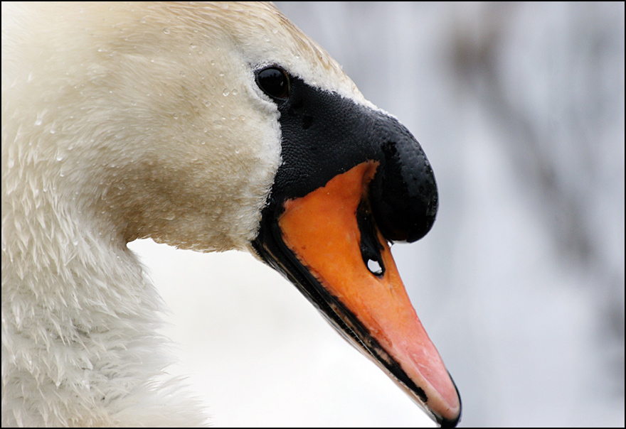 Photography by itzhak for DesignCrowd (Community Contests) | Design #9034517