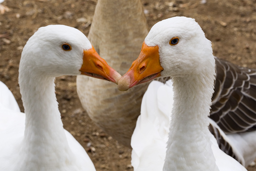 Fotografía por rjalex para DesignCrowd (Community Contests) | Diseño #9034551