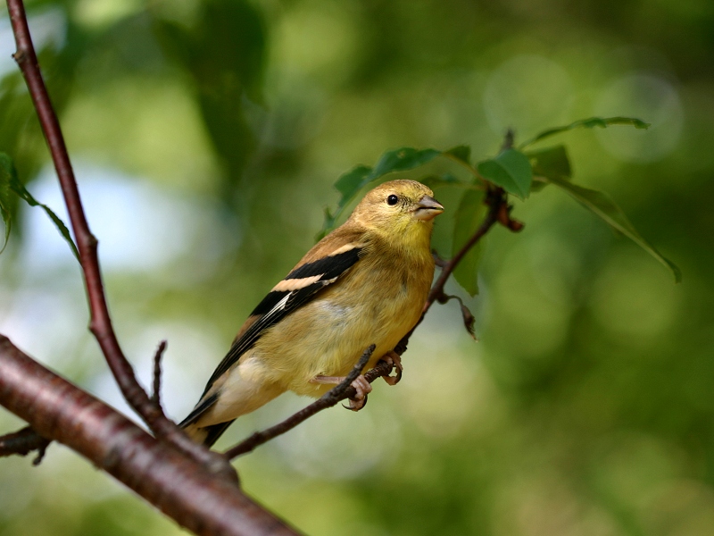 Photographie par KarenC pour DesignCrowd (Community Contests) | Design #9034537