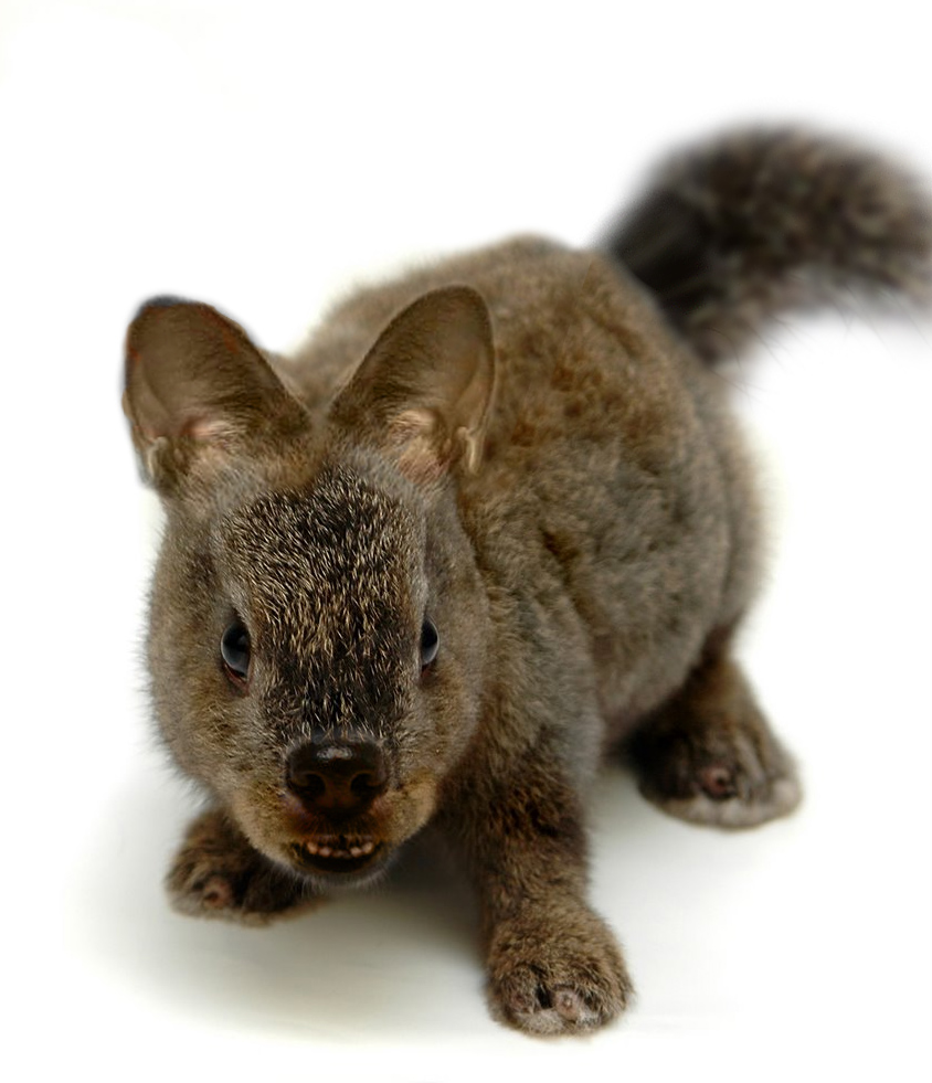 Photoshop-Design von joeri1990 für DesignCrowd (Community Contests) | Design #9030840