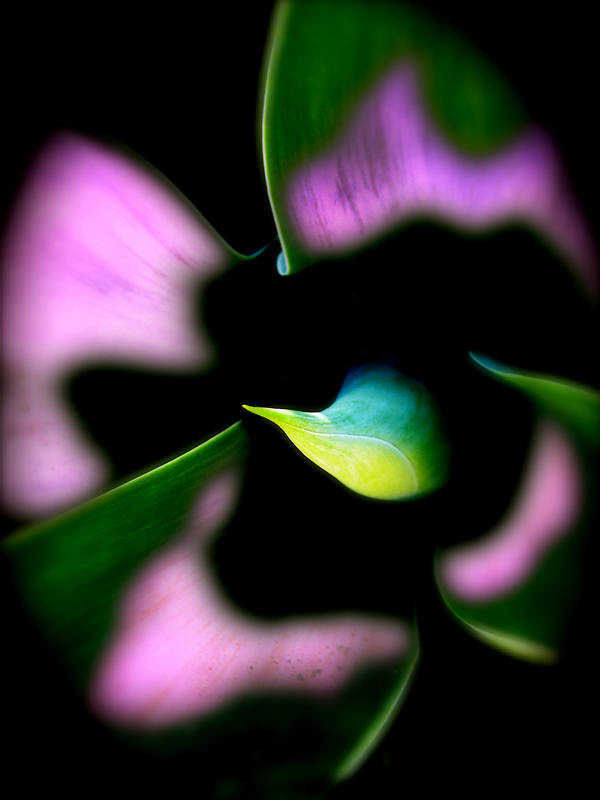 Photography by nowheregirl for DesignCrowd (Community Contests) | Design #9029339