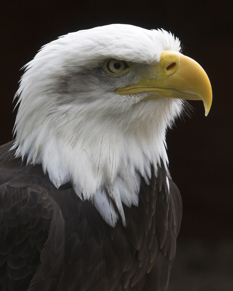 Fotografie von Dragon60 für DesignCrowd (Community Contests) | Design #9034528