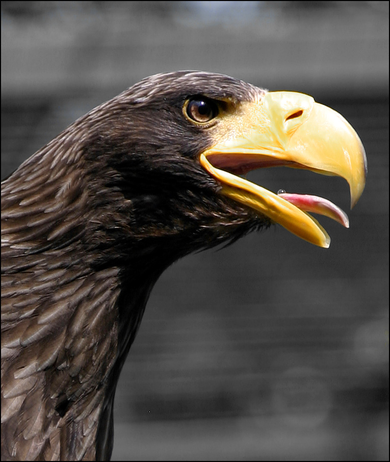 Fotografie von SigloV für DesignCrowd (Community Contests) | Design #9034542