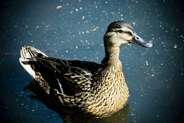 Photographie par vintagedept pour DesignCrowd (Community Contests) | Design #9034540