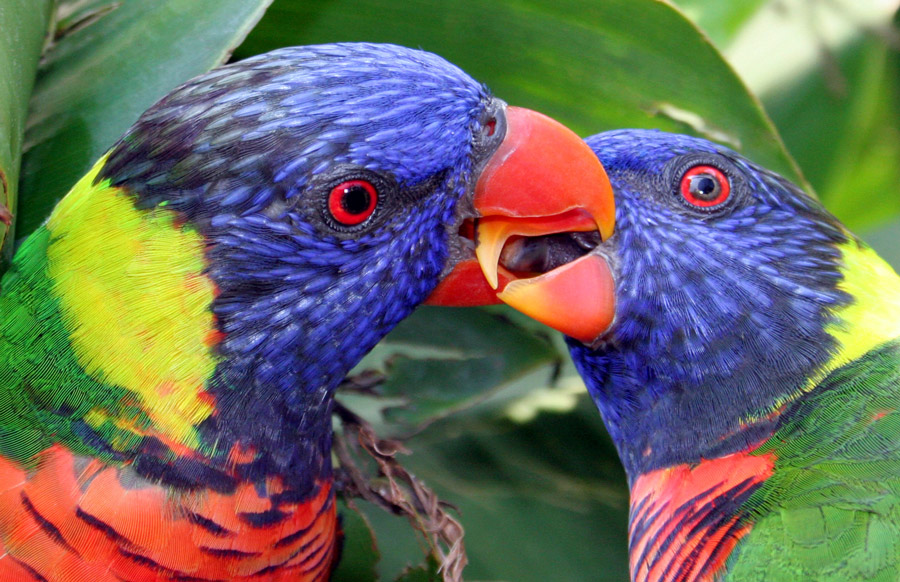 Photography by starrwalker for DesignCrowd (Community Contests) | Design #9034558