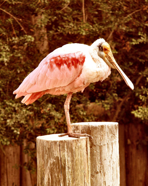 Fotografía por Suziecuchon para DesignCrowd (Community Contests) | Diseño #9034548