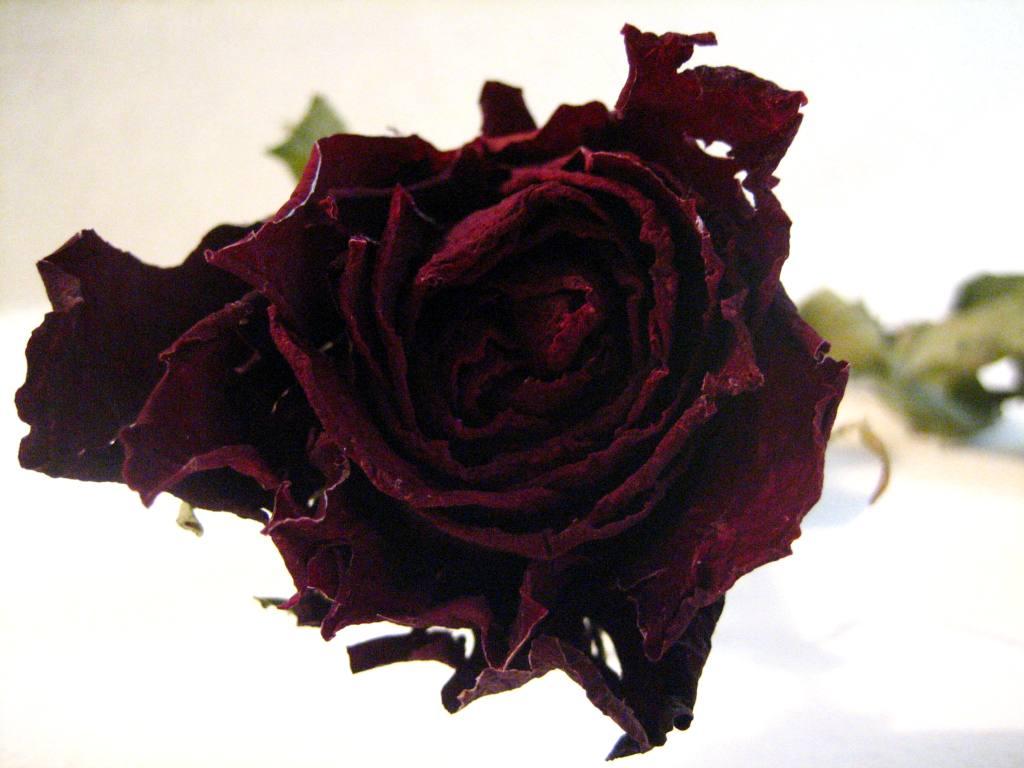 Fotografie von jester11221122 für DesignCrowd (Community Contests) | Design #9040296