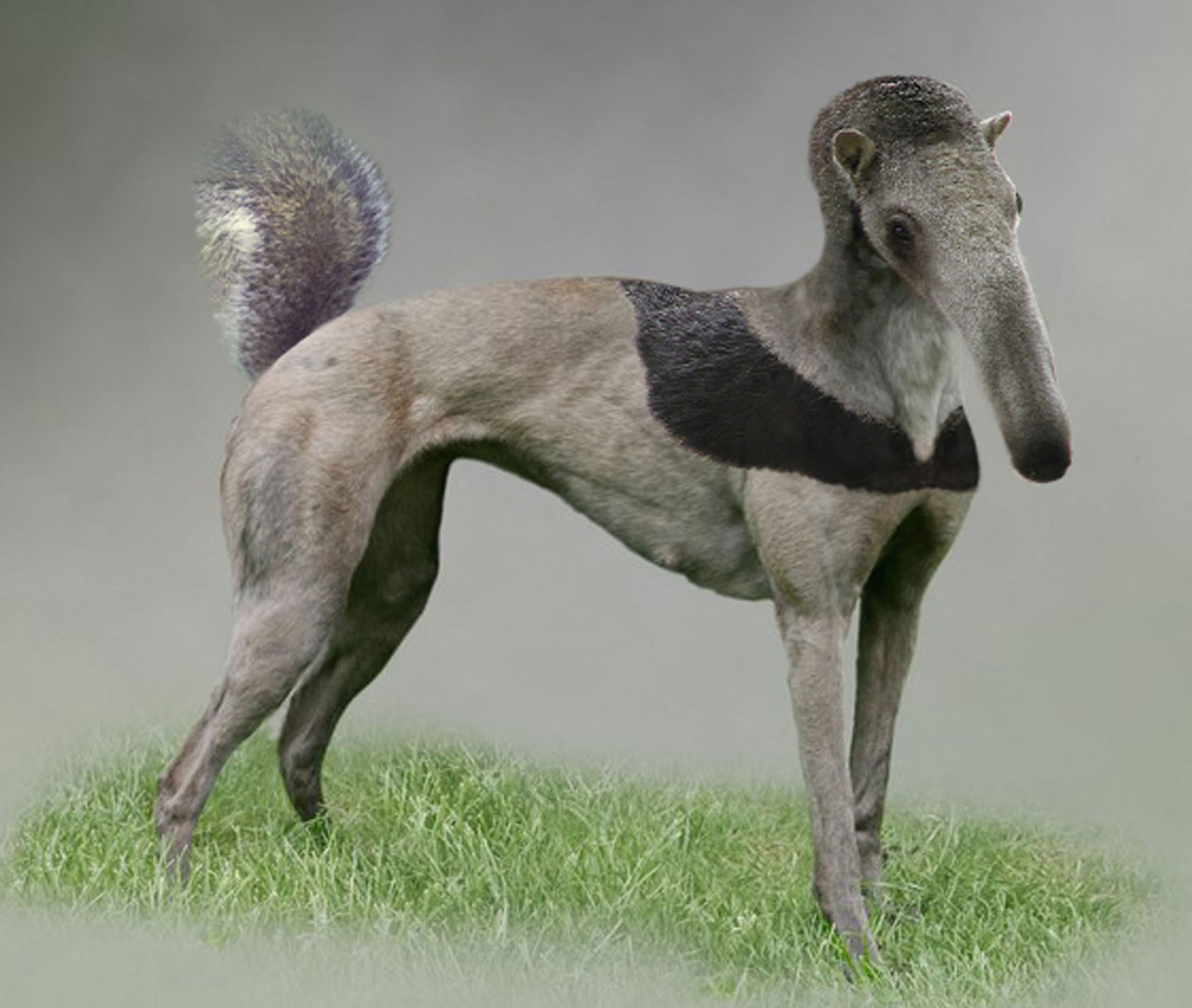 Photoshop Design by DebCam for DesignCrowd (Community Contests) | Design #9030890