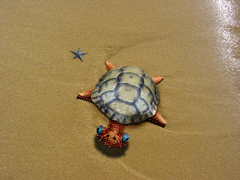 Photoshop Design by Citania for DesignCrowd (Community Contests) | Design #9030757