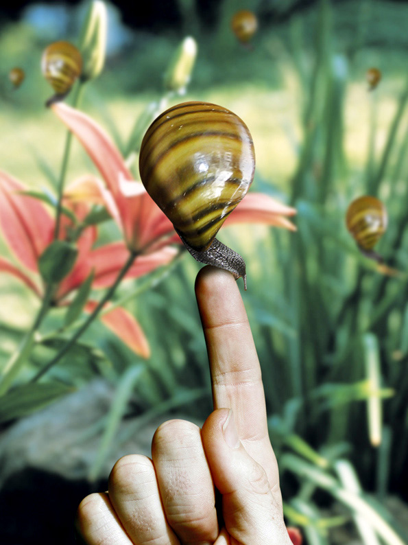 Diseño de Photoshop por GTAPEX para DesignCrowd (Community Contests) | Diseño #9039602