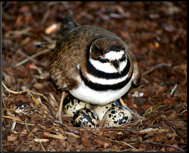 Photography by Brat68 for DesignCrowd (Community Contests) | Design #9034673