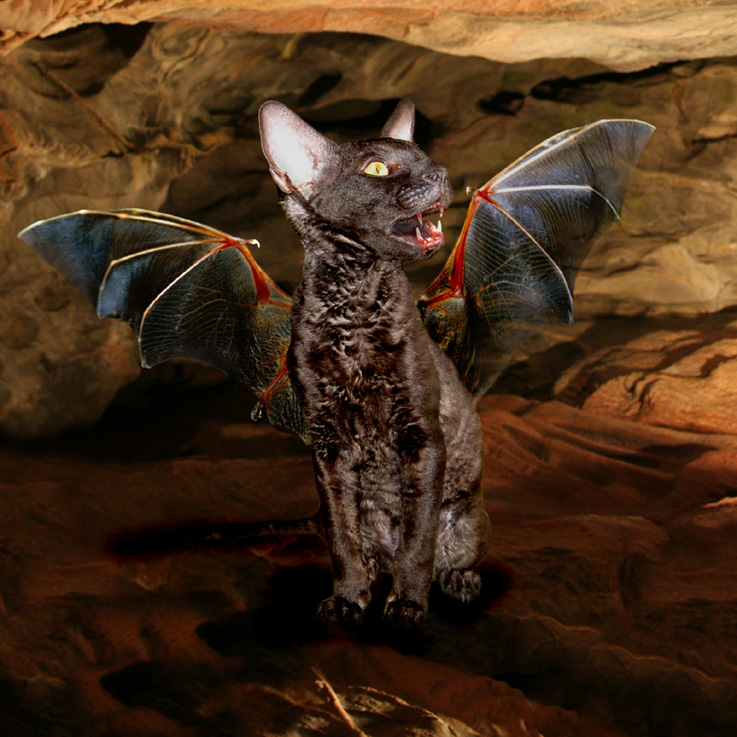 Diseño de Photoshop por jofletcher para DesignCrowd (Community Contests) | Diseño #9031007