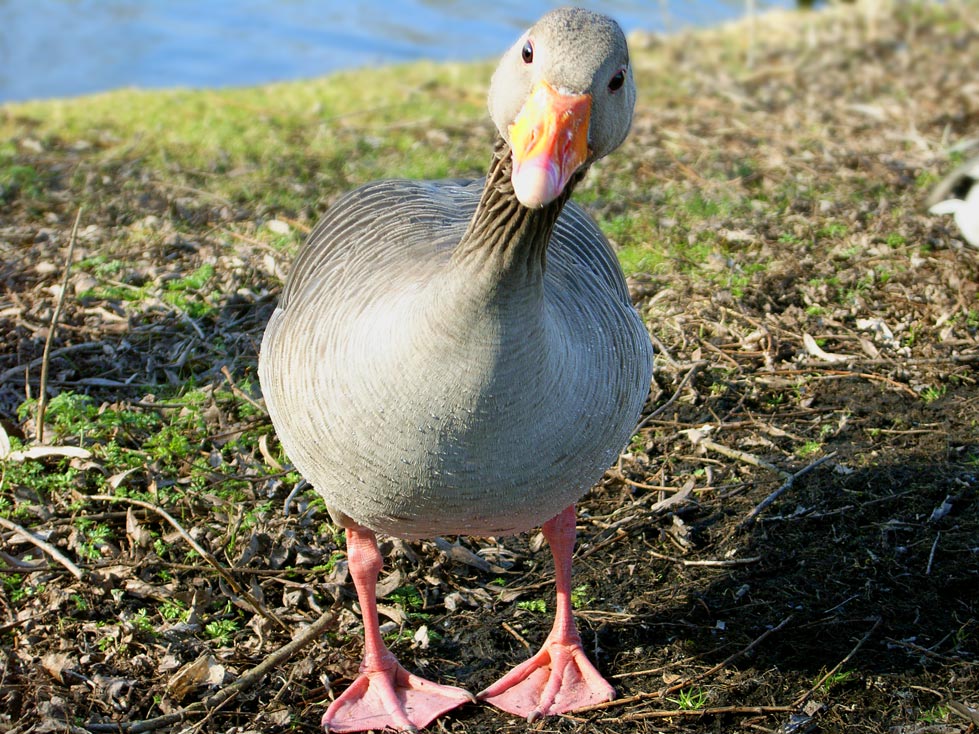 Photography by hulahopring for DesignCrowd (Community Contests) | Design #9034657