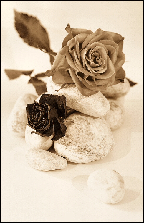 Fotografie von Juicer für DesignCrowd (Community Contests) | Design #9028519