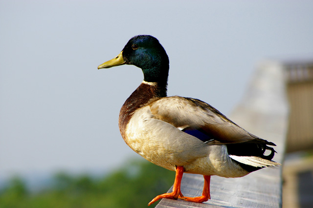 Fotografía por LADPUPMOE para DesignCrowd (Community Contests) | Diseño #9034617