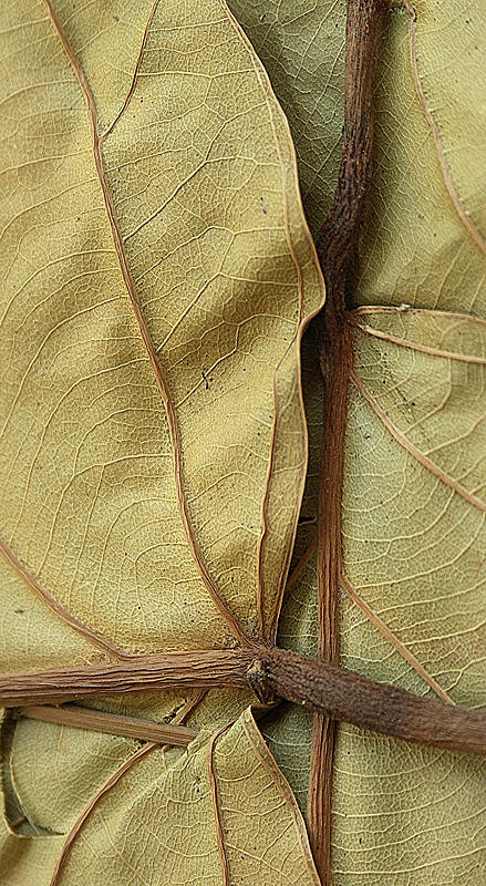 Photography by ruxa2na for DesignCrowd (Community Contests) | Design #9040410