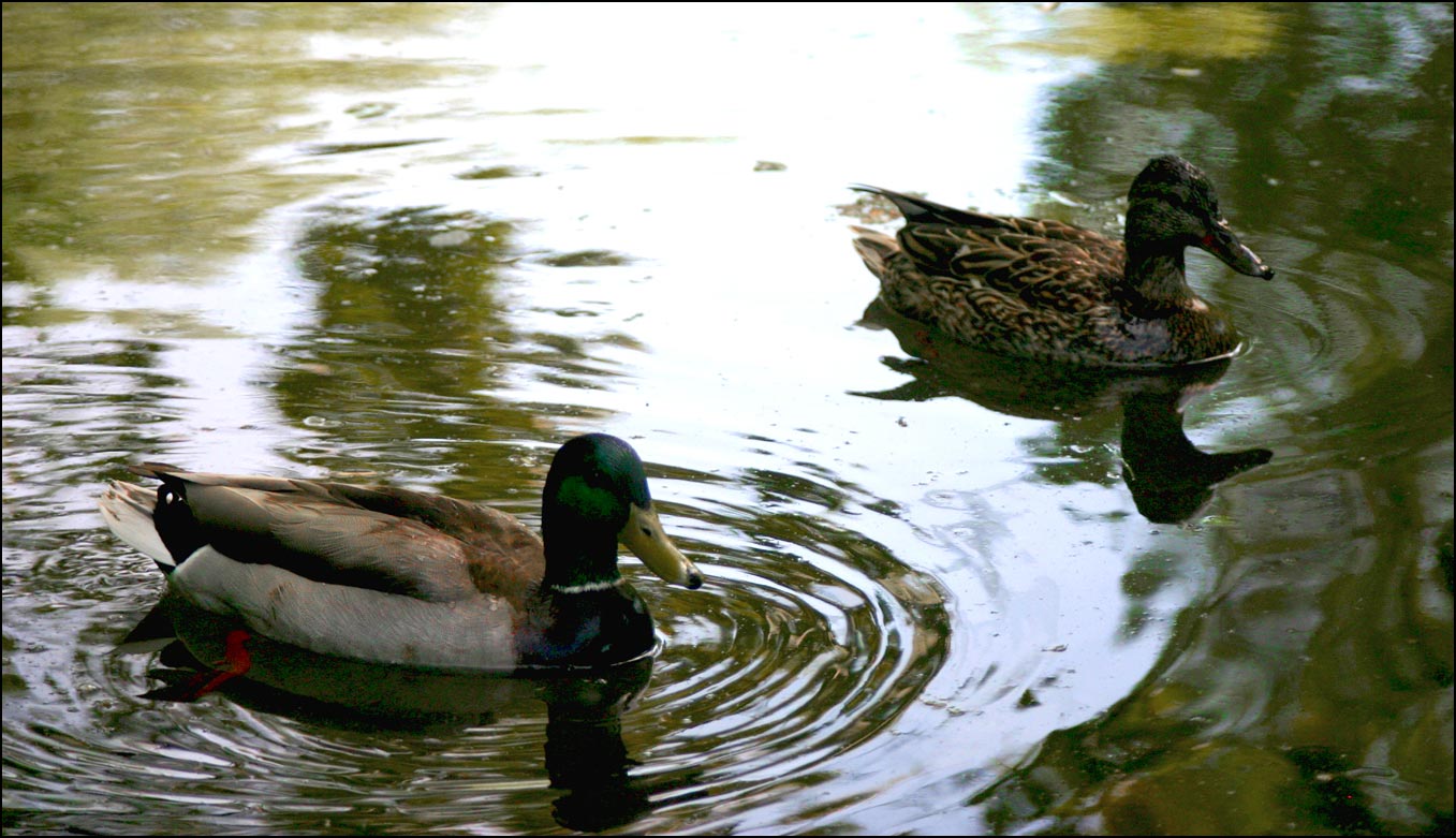 Fotografía por DoubleDizzle para DesignCrowd (Community Contests) | Diseño #9034598