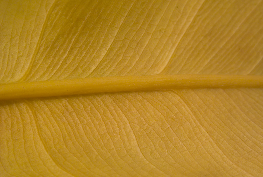 Fotografie von georgethedog für DesignCrowd (Community Contests) | Design #9040424