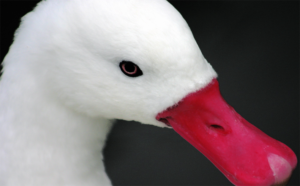 Photography by DurhamTyke for DesignCrowd (Community Contests) | Design #9034644