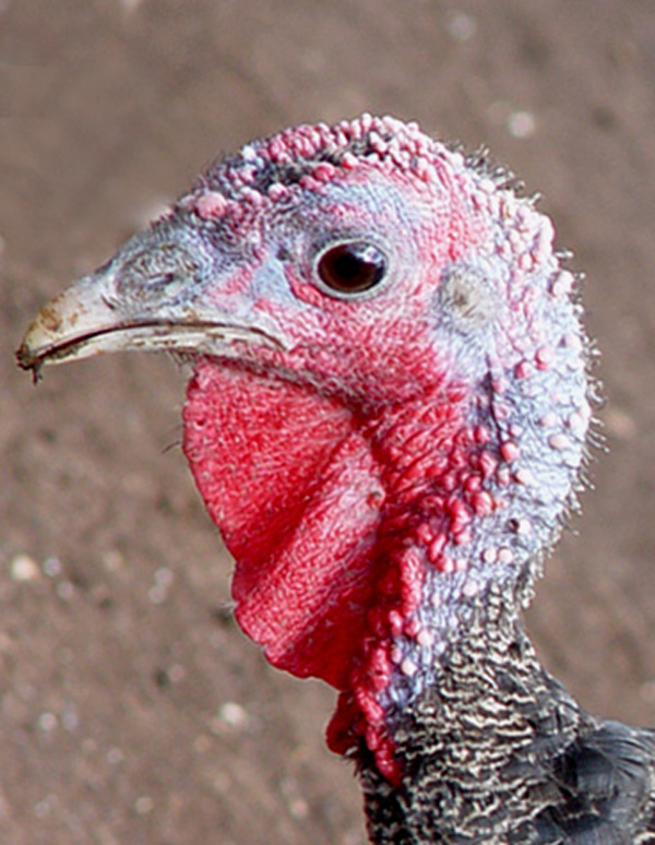 Photography by ljvgtj for DesignCrowd (Community Contests) | Design #9034773