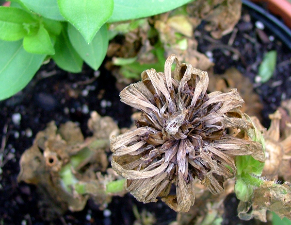 Photography by Lacenflanl for DesignCrowd (Community Contests) | Design #9040462