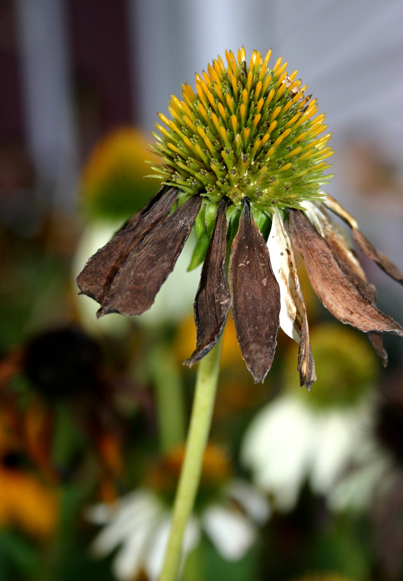 Photography by raindrop014 for DesignCrowd (Community Contests) | Design #9040457
